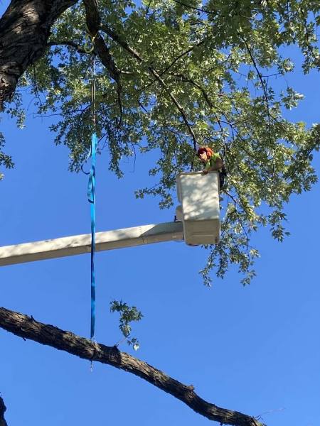 Tree trimming in Milwaukee, WI.