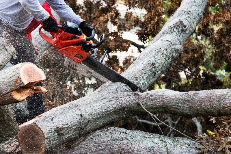 Cj Tree Service - Caldonia 13 Tree Removal In Union Grove, Wi.