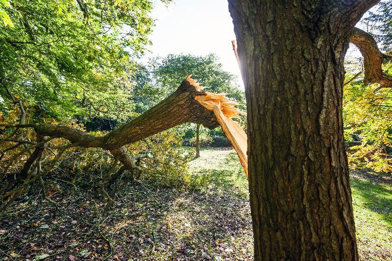 Cj Tree Service - Caldonia 14 Damagedtree