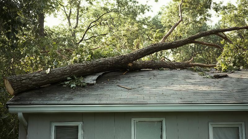 Tree removal in Union Grove, WI.