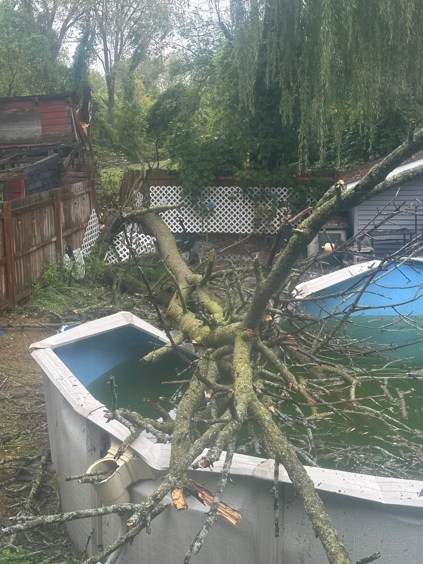 Emergency Tree Services 3