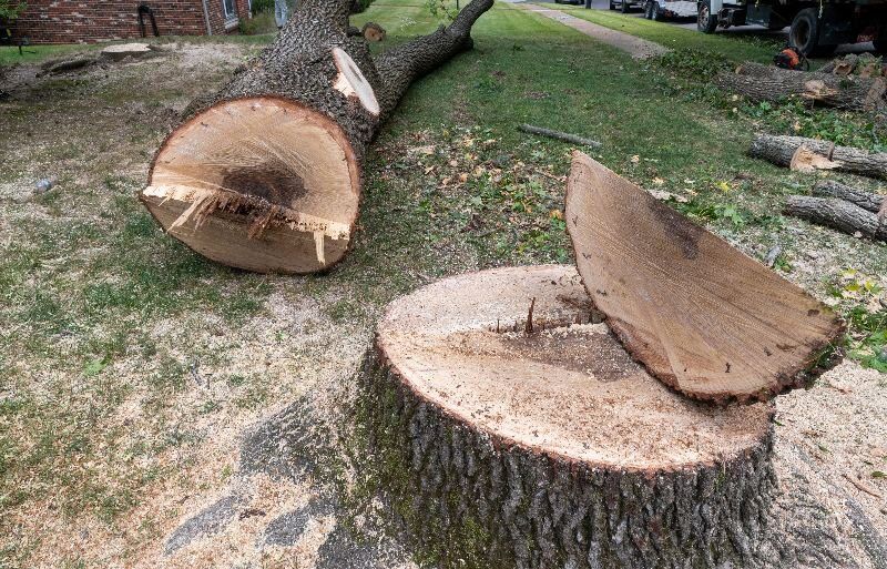 Stump Grinding 2 Stump Grinding In Waukesha, Wi.