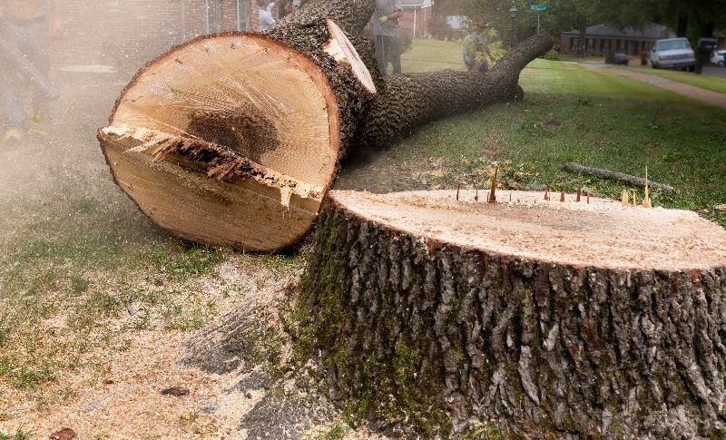 Cj Tree Service - Caldonia 20 Treestump 02 383878477
