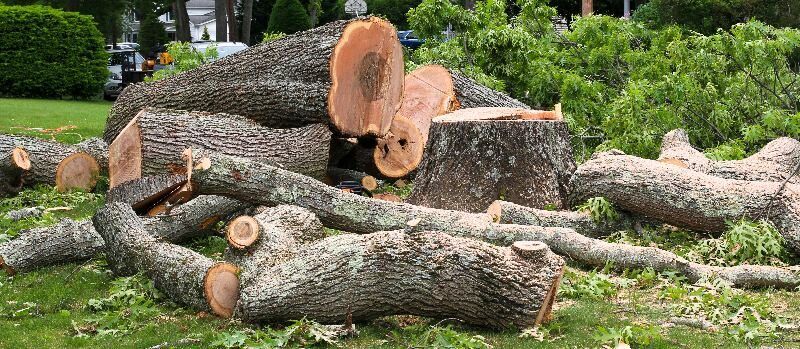 Land &Amp; Lot Clearing 1 Stump Grinding In Caledonia, Wisconsin.