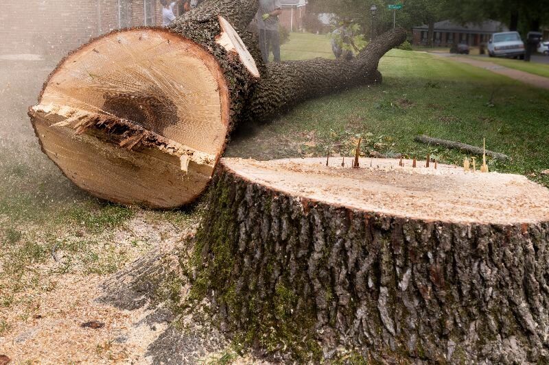 Stump grinding in Racine, Wisconsin.
