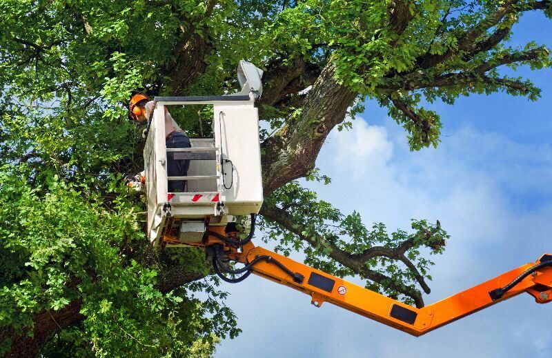 Tree Pruning In Milwaukee, Wisconsin.