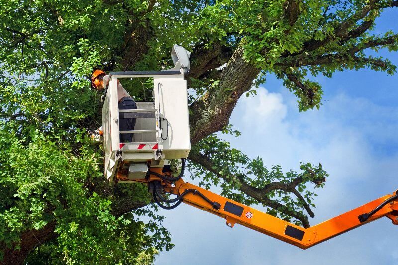 Cj Tree Service - Caldonia 16 Tree Trimming In Racine, Wisconsin.