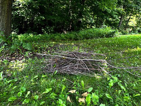 Sticks and branches piled in a grassy yard, representing spring clean-up services offered by CJ Tree Service for tree maintenance.