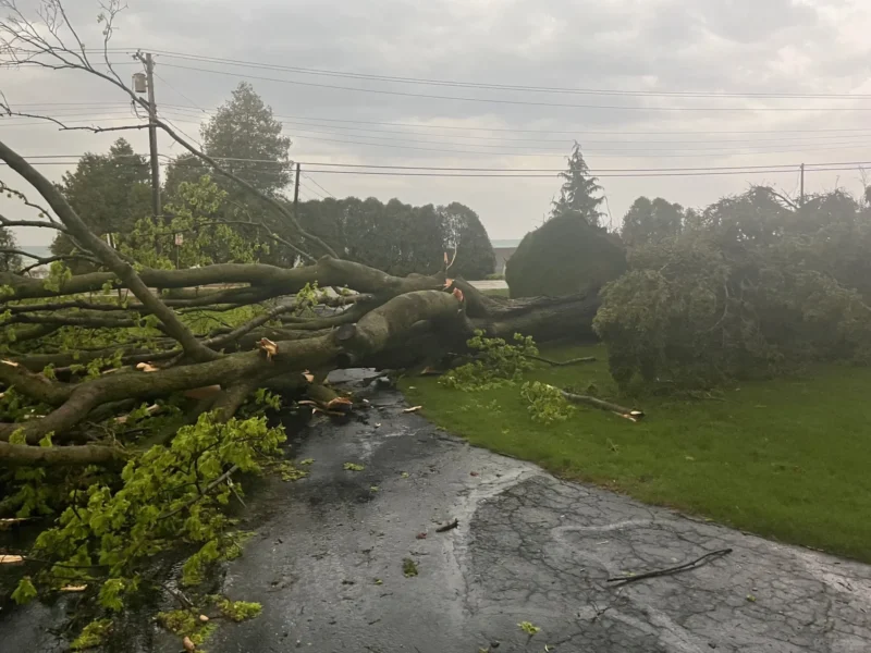 Tree service professionals removing a fallen tree after a storm, highlighting emergency tree removal services