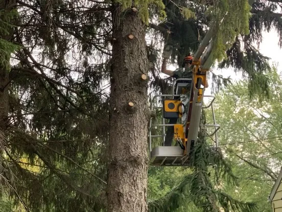 Various trees of different sizes being cared for, showcasing tree removal and trimming services