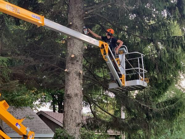 Tree maintenance using a lift, with a worker trimming branches.