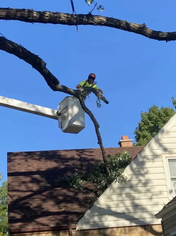 Workspace for documenting tree damage for insurance claims with a laptop and paperwork