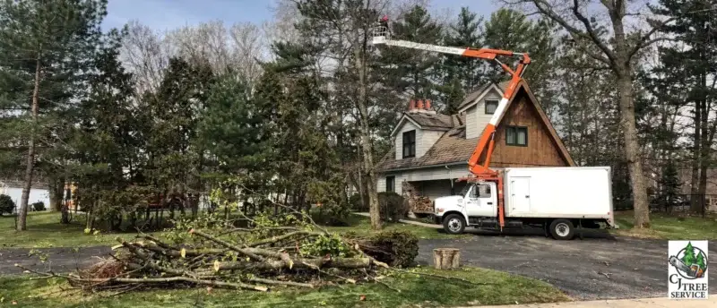 Trees that are dead, diseased, dying, or structurally unsound are typically candidates for removal.; Homeowners