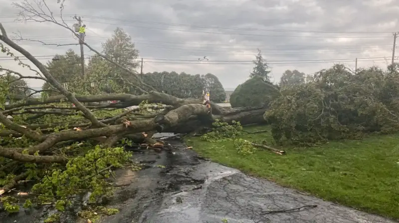 Basic maintenance like watering and mulching can safely be handled by homeowners.; Storm-damaged trees require